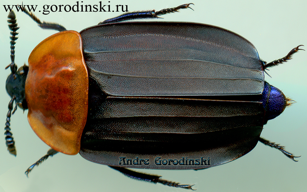 http://www.gorodinski.ru/silphidae/Calosilpha brunnicollis brunnicollis.jpg